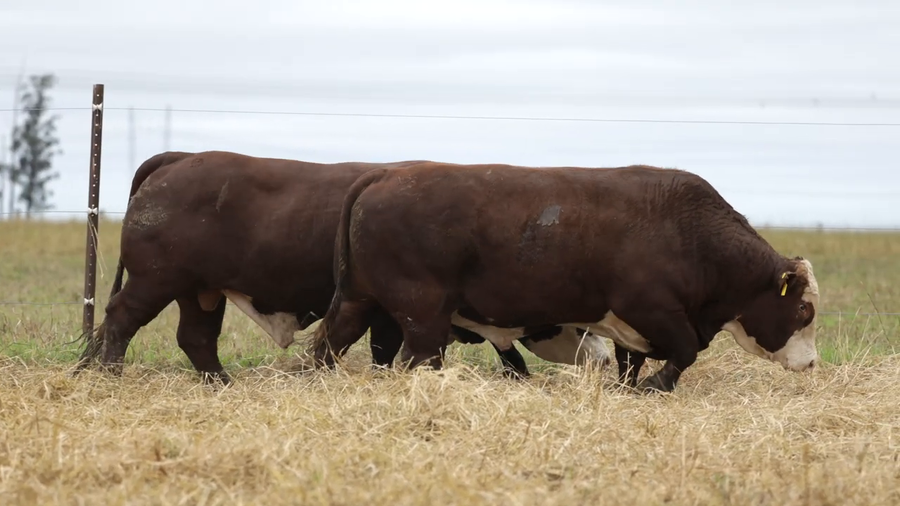 Lote Toros