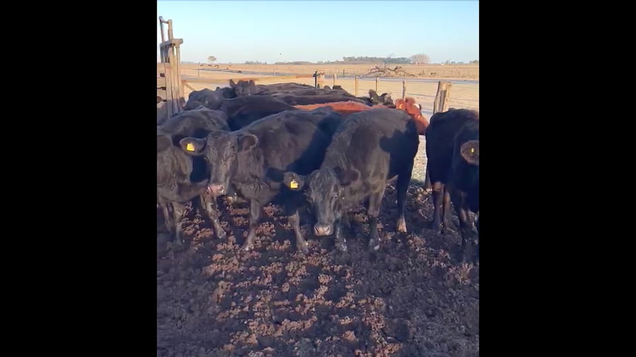 Lote 29 (PREÑADAS Y VCC)