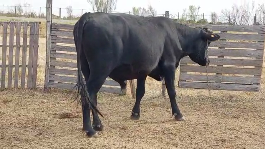 Lote Toros Aberdeen Angus a remate en Pantalla Camy - Liquidación de Estancia en Carreta Quedada