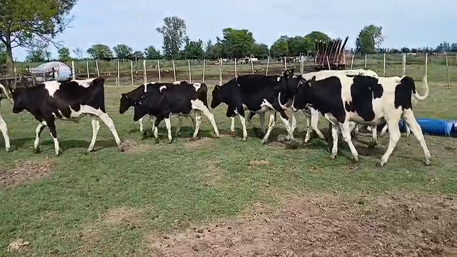 Lote 13 Terneros Holando Argentino en Sunchales, Santa Fe