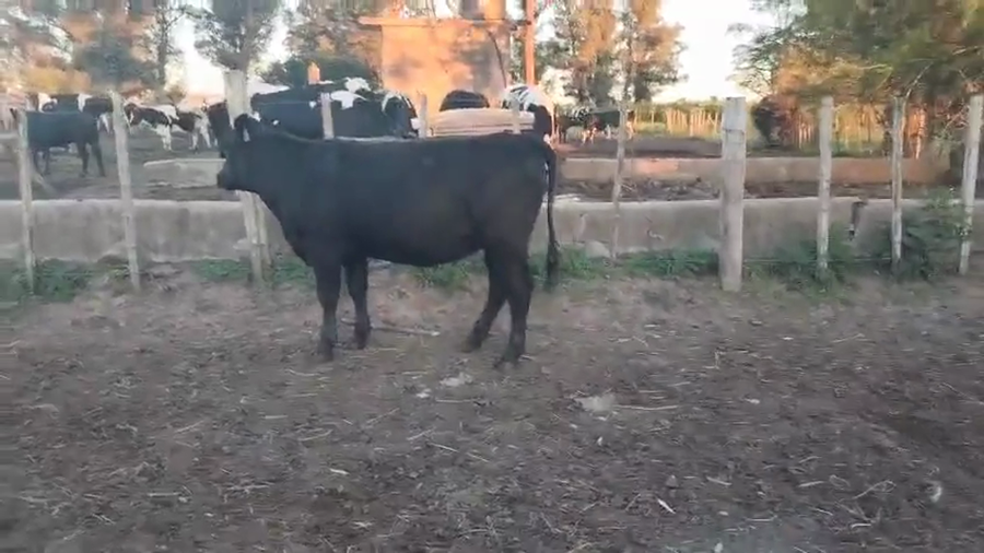 Lote Vaquillonas  a remate en Pantalla Camy, San José