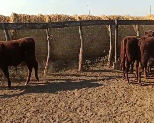 Lote 85 Terneros en San Salvador, Entre Ríos