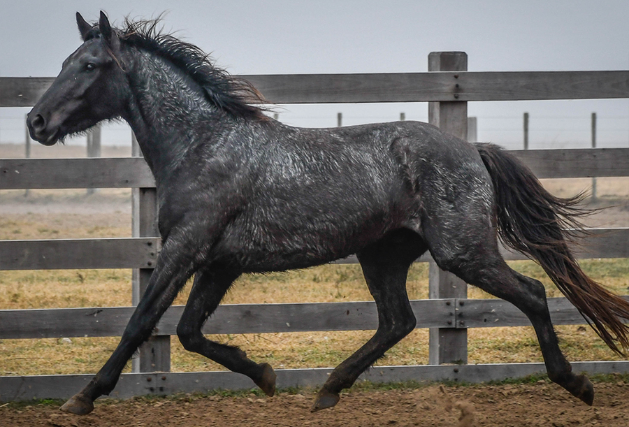 Lote VERDES MARES MUSTANG