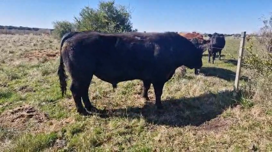 Lote Toros a remate en Pantalla Aniversario - Escritorio Camy, San José