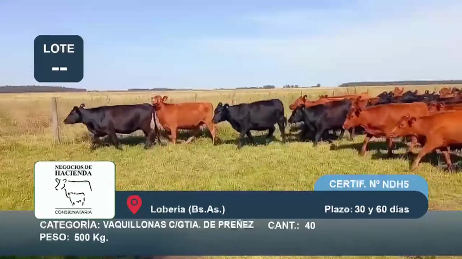 Lote 40 Vaquillonas C/ gtia de preñez en Buenos Aires, Loberia
