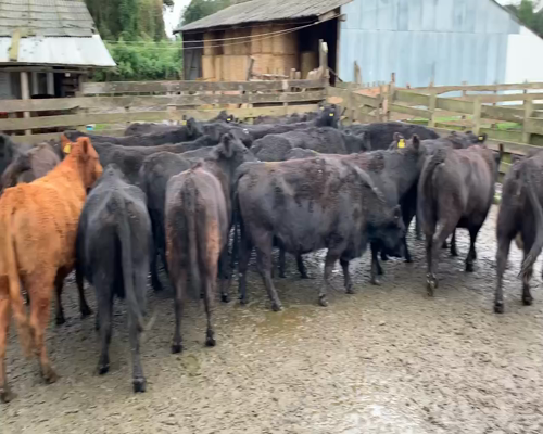 Lote 33 Vaca Preñada en Purranque, X Región Los Lagos