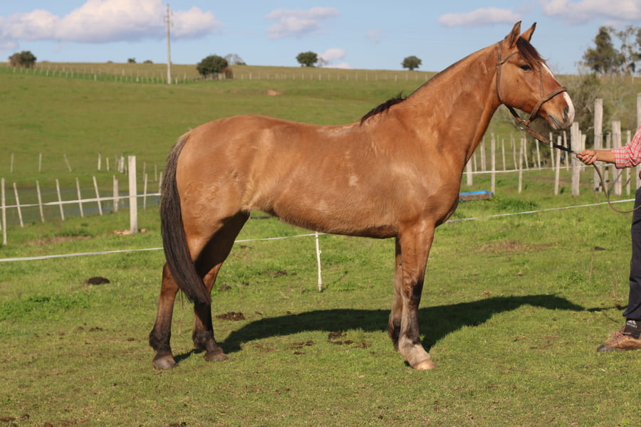 Lote CARTUCHERA DEL CONVENTOS