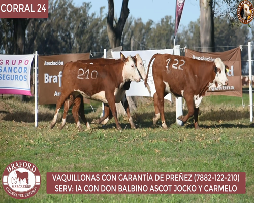 Lote Vaquillona Braford Cabaña El Retiro