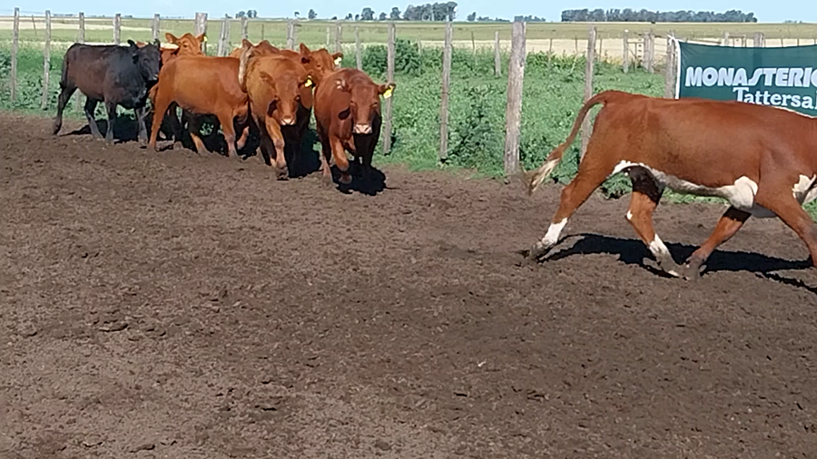 Lote 31 Vaquillonas en Daireaux
