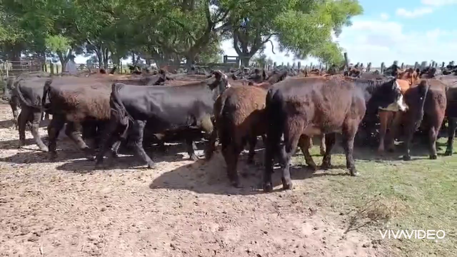 Lote 80 Novillitos