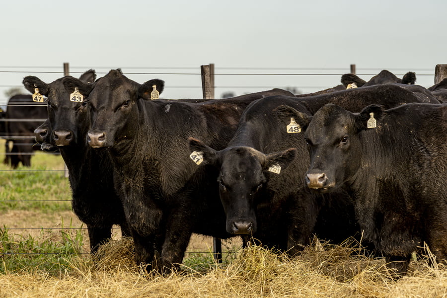 Lote VAQUILLONAS ANGUS PURAS CONTROLADAS
