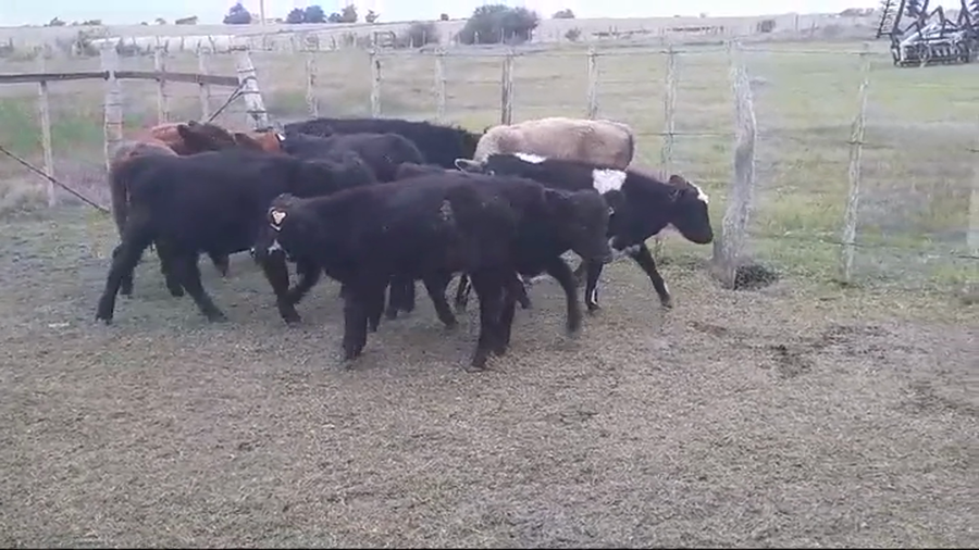 Lote (Vendido)10 Terneros Cruzas a remate en #45 Pantalla Carmelo  100kg -  en Colonia Belgrano