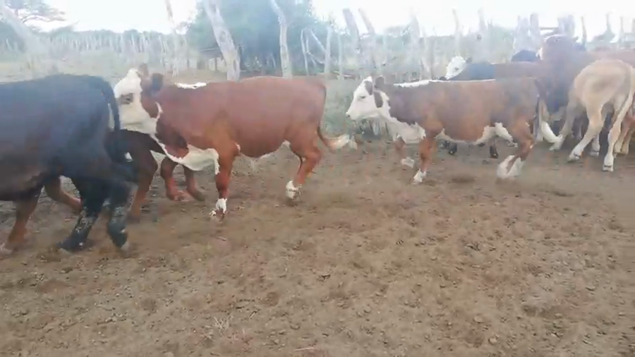 Lote 130 Terneros/as en Federal, Entre Ríos