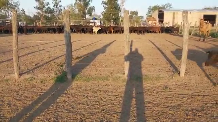 Lote 80 Terneros en Puero Tirol, Chaco