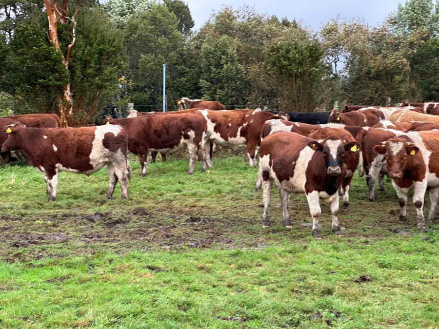 Lote 50 Novillo Engorda en X Región Los Lagos, Ancud