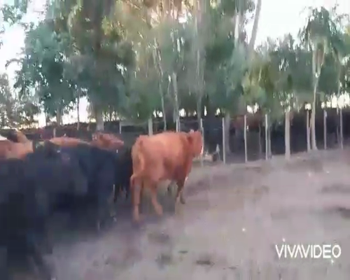 Lote 90 Terneros en Chascomús, Buenos Aires