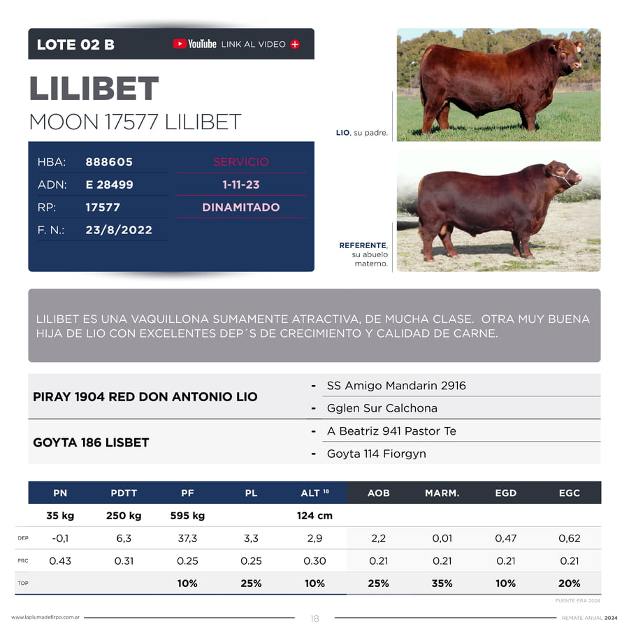 Lote VAQUILLONAS ELITE