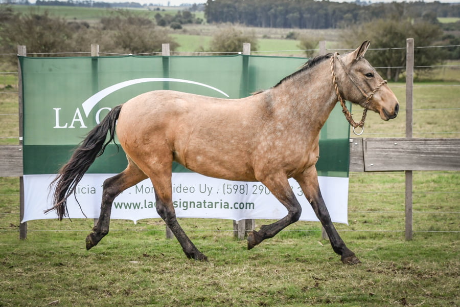 Lote CARQUEÑA MOLLES