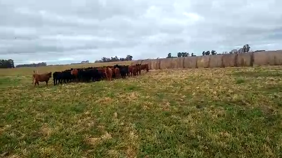 Lote 47 Terneros/as en Buenos Aires, Pehuajó