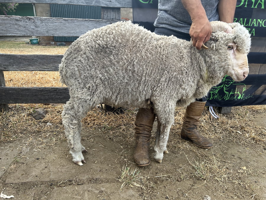 Lote Borrego 2D (MO: No)