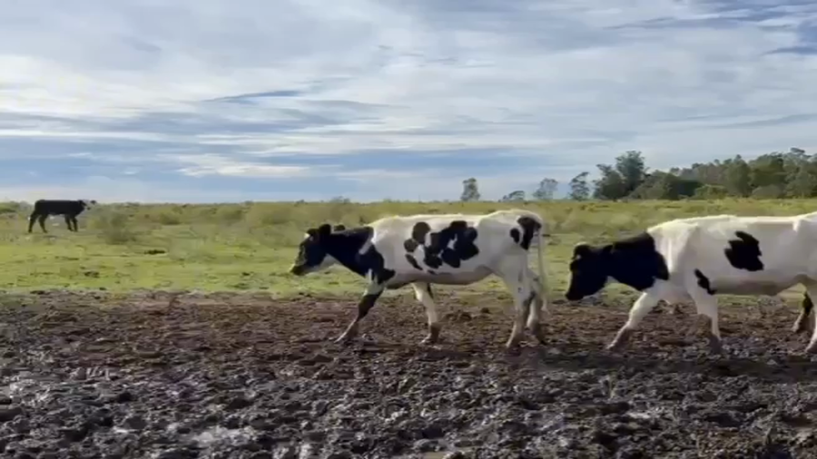 Lote vaquillonas hol 7