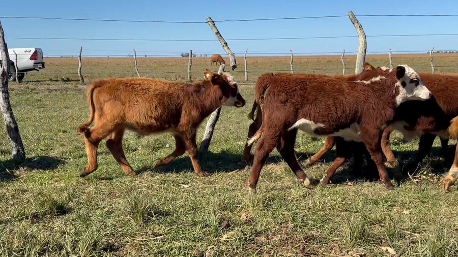 Lote 50 Terneros/as en Corrientes, Mercedes