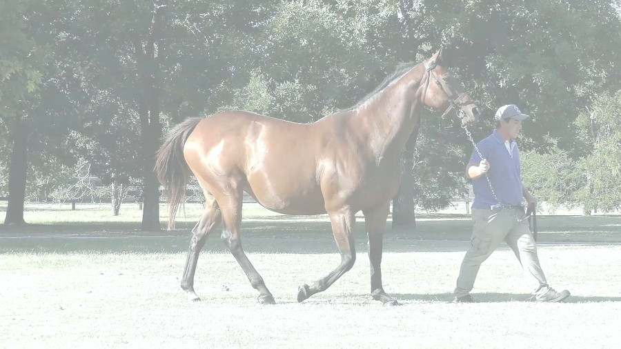 Lote PURA BELLEZA (ROMAN RULER -  PLANCHETA) Preñez por RERIDE