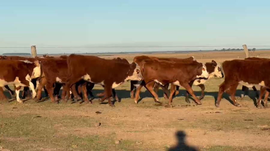 Lote 85 Terneras en Corrientes, Mercedes