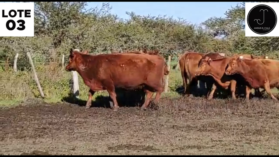 Lote Lote 3 - EL CALÁ: VACAS MAS  5-6 AÑOS PARICION PRIMAVERA