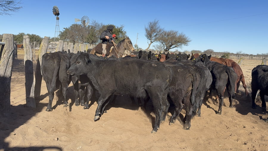 Lote 45 Vacas CUT en La Pampa, Victorica