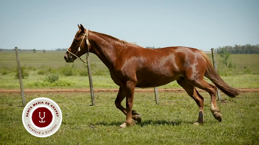Lote DEL SILENCIO ENCAPADA