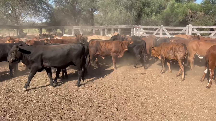 Lote 100 Terneros/as en Juan José Castelli, Chaco