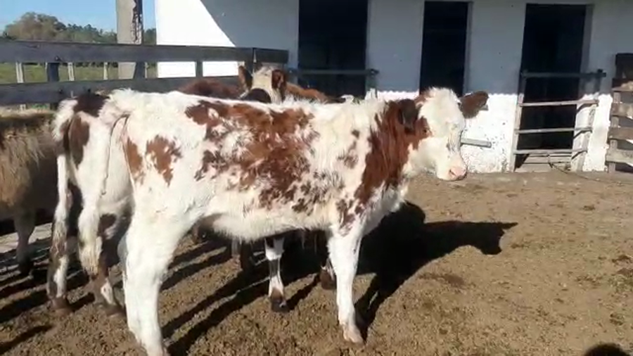 Lote 5 Terneros y Terneras HOLANDO a remate en Pantalla Camy Mayo - Desde La Cuenca 120kg - , San José