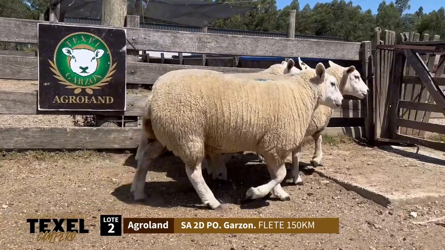 Lote 3 Corderas a remate en Segundo Remate - Texel Campero, Rivera