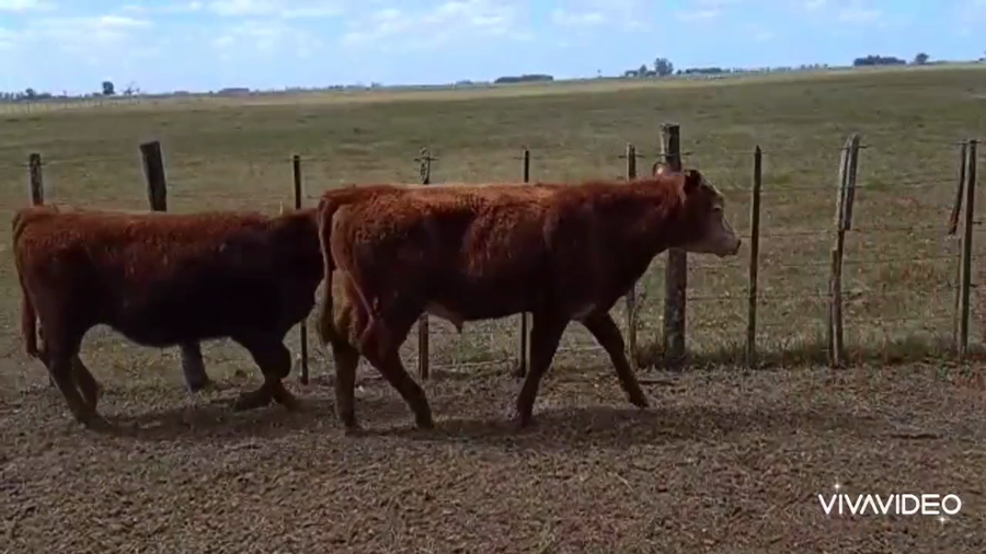 Lote 52 Terneros en Chascomús, Buenos Aires
