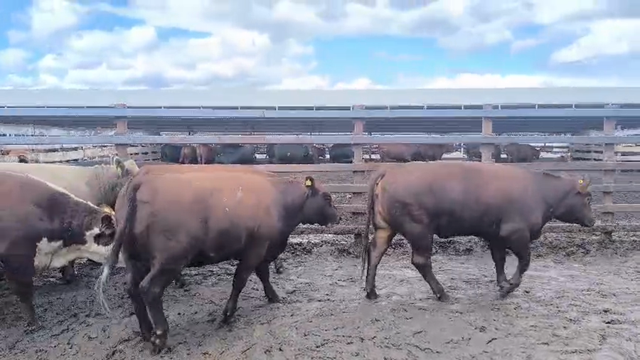 Lote 20 Vaquilla Gorda en Los Ángeles, VIII Región Biobío