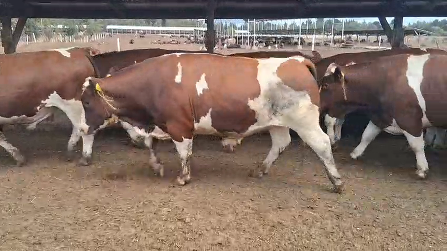 Lote 20 Novillo Gordo en Los Ángeles, VIII Región Biobío