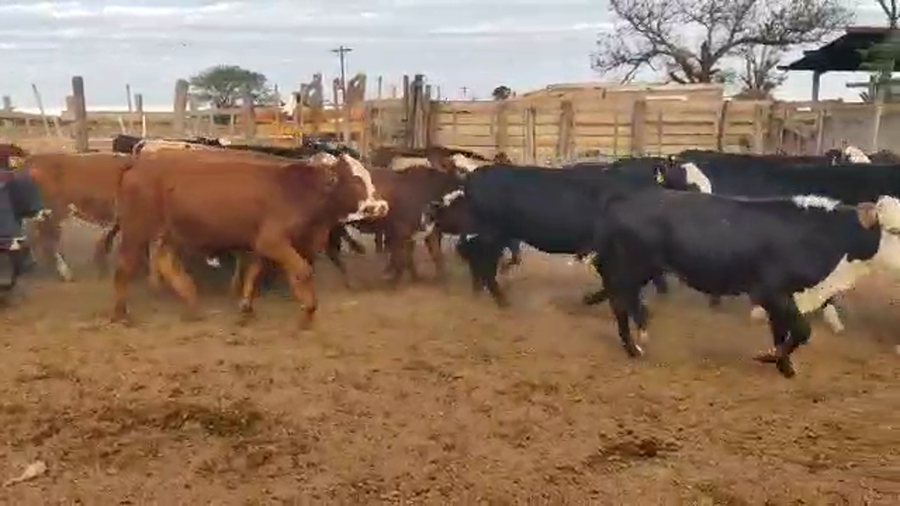 Lote 60 Terneras en Quimilí, Santiago del Estero