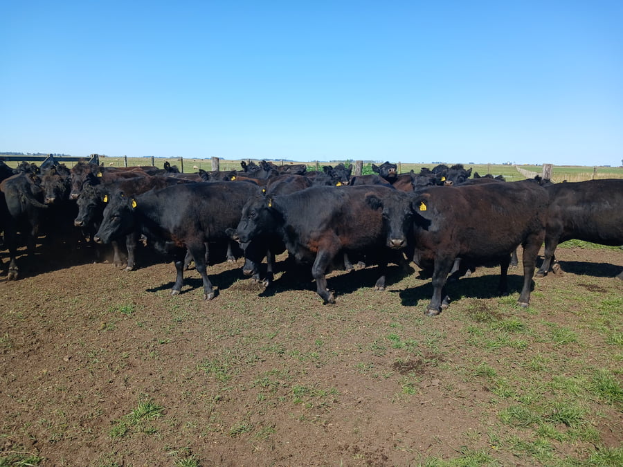 Lote 39 Vacas NUEVA PÑ en Rauch