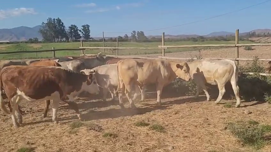 Lote 24 Novillo Engorda en Melipilla, Región Metropolitana