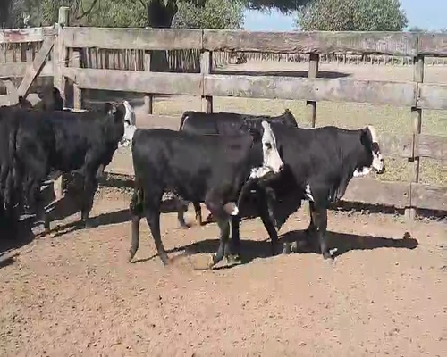 Lote 70 Terneras en Quimilí, Santiago del Estero