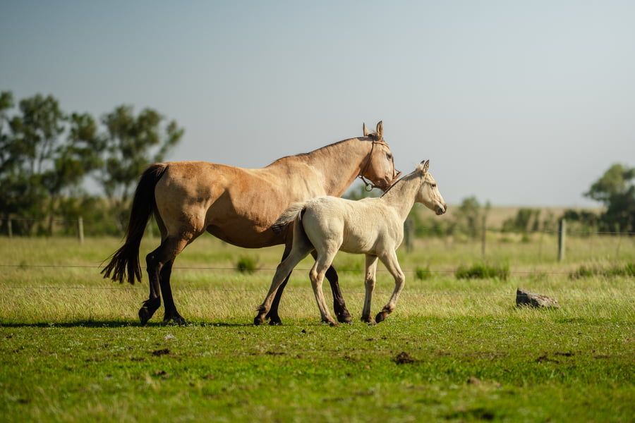 Lote ESPERADA LOS CERROS