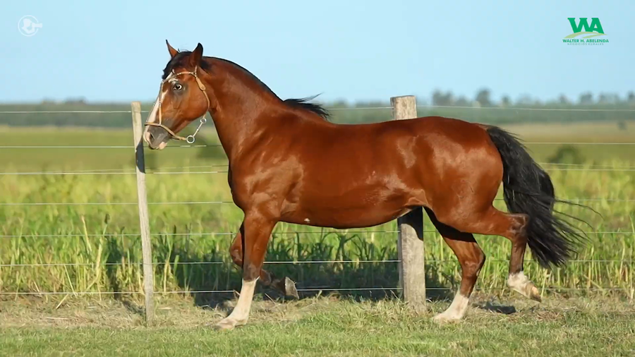 Lote GUITARRERA JOSE IGNACIO