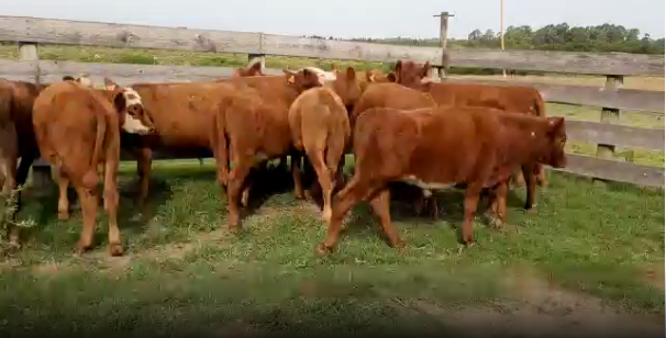 Lote 18 Terneros en San José