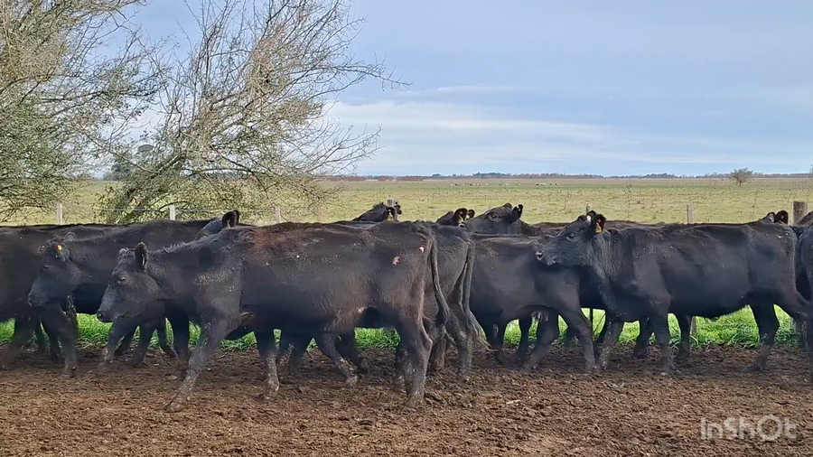 Lote 33 Vacas CUT preñadas