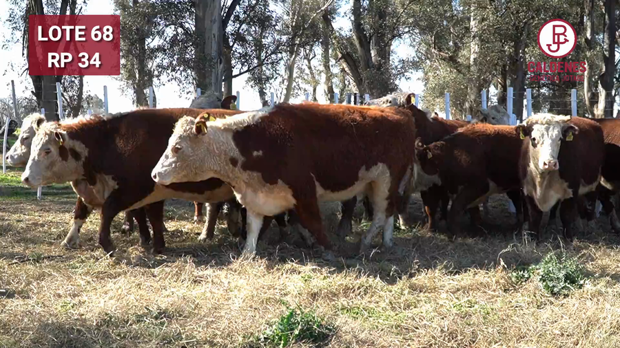 Lote VAQUILLONA RG PREÑADA PARICIÓN PRIMAVERA