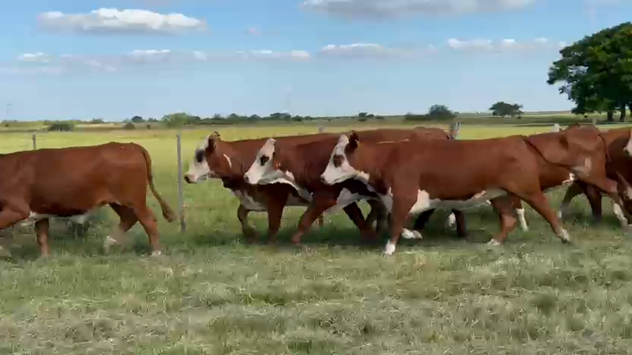 Lote 32 Vacas nuevas Preñadas en Corrientes, Curuzu Cuatia
