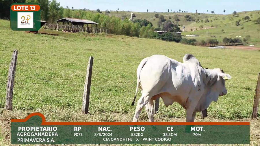 Lote 2P PRIMAVERA
