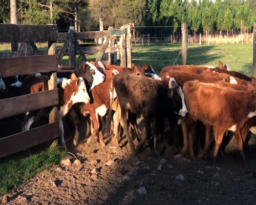 Lote 80 Terneros/as en Ituzaingó, Corrientes