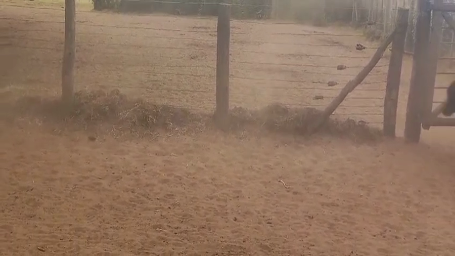 Lote 60 Terneros en Guamini